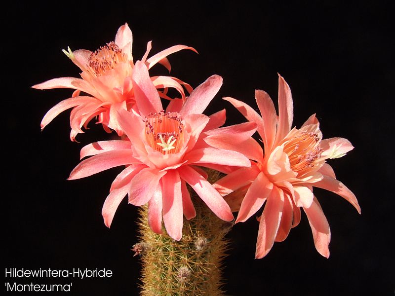 Hildewintera-Hybride 'Montezuma'