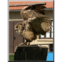 Uhu bei einer Flugschau mit Greifv&ouml;geln auf Burg Falkenstein