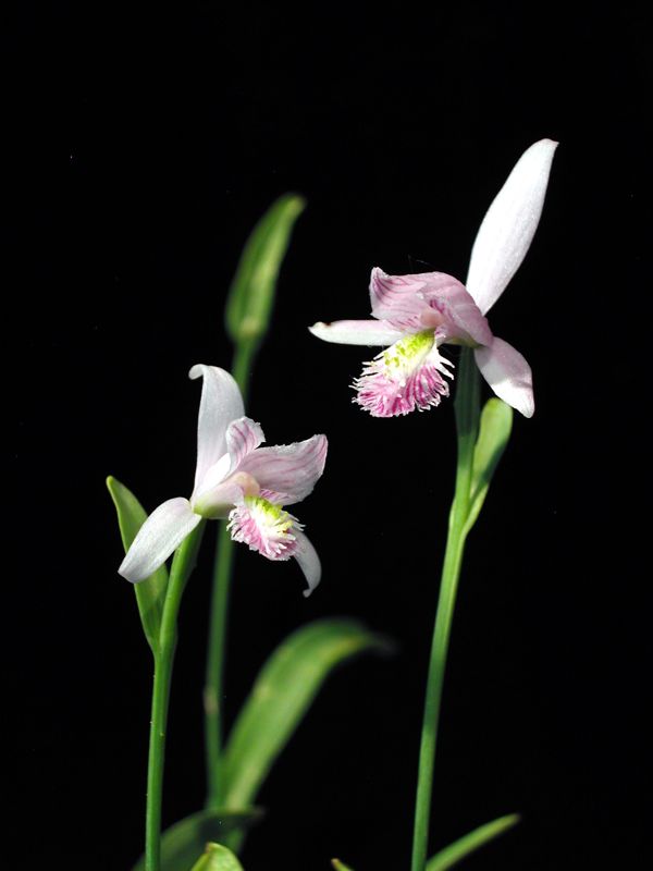Pogonia ophioglossoides