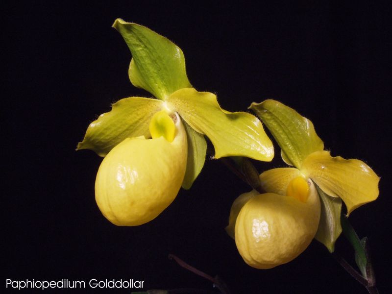 Paphiopedilumg Golddollar