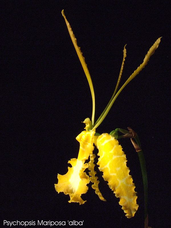 Psychopsis Mariposa 'Alba'