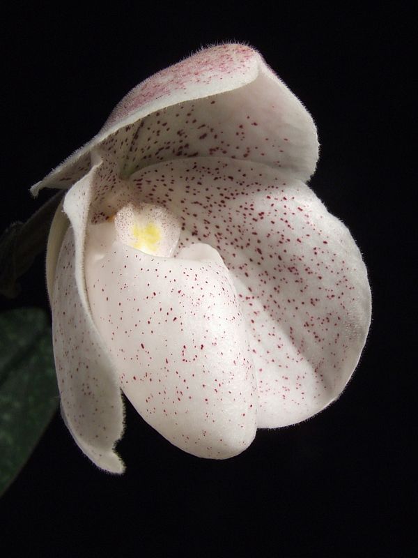 Paphiopedilum Quick Sand
