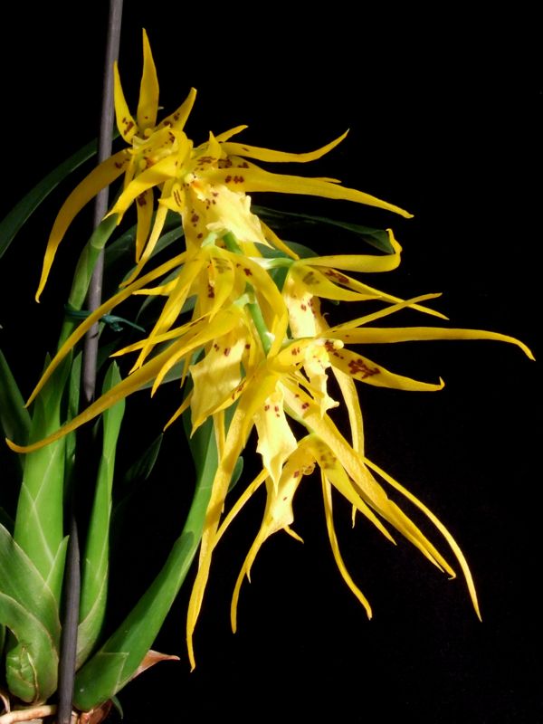 Brassada Orange Delight