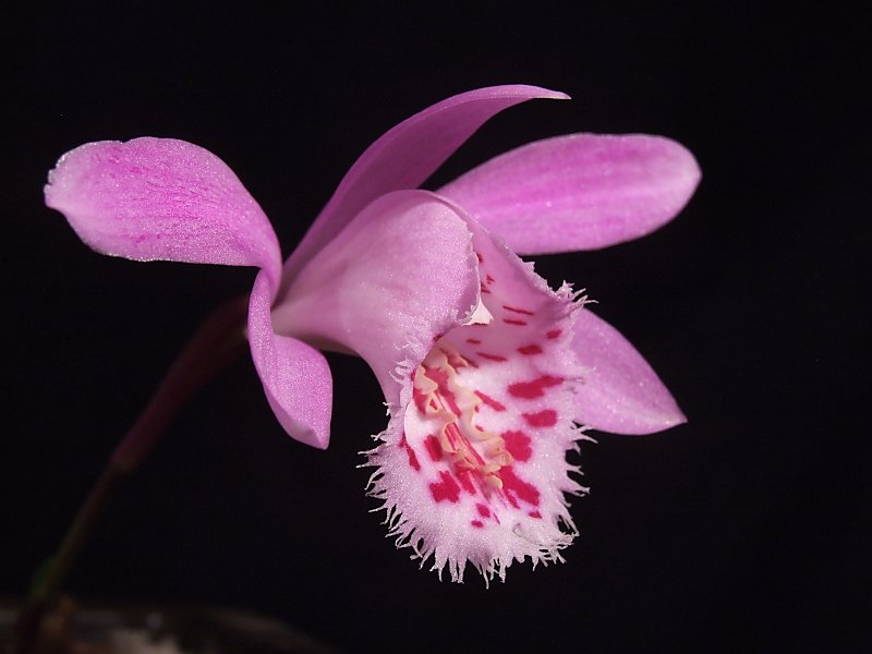 Pleione Callisto