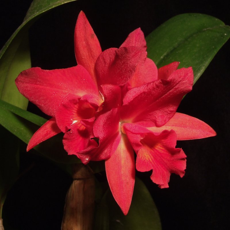 Sophrolaeliocattleya Jewel Box 'Scheherazade'