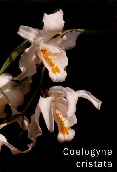 Coelogyne cristata