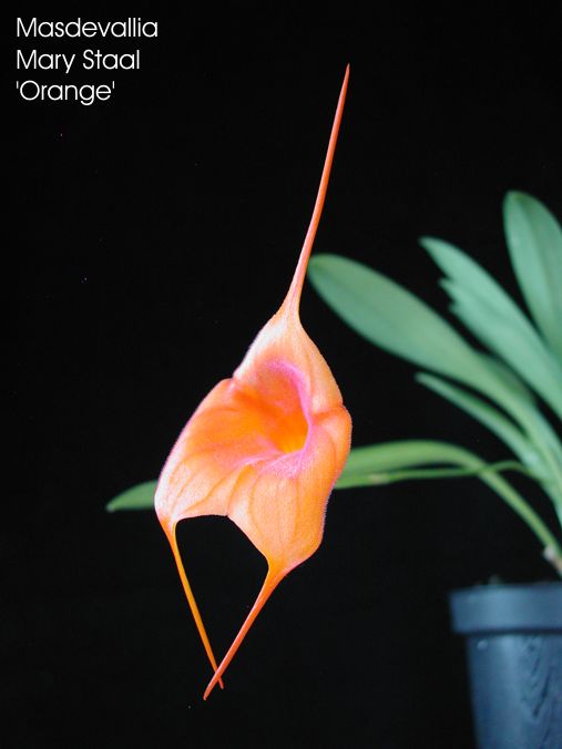 Masdevallia Mary Staal