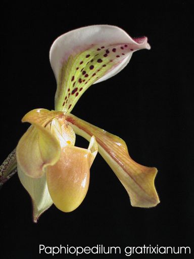 Paphiopedilum gratrixianum