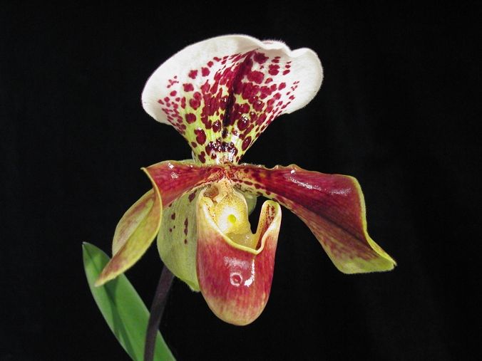 Paphiopedilum-Hybride