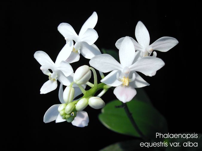 Phalaenopsis equestris var. alba