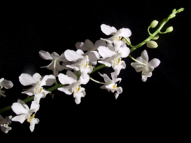 Doritis pulcherima alba