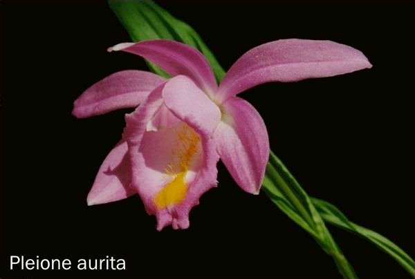 Pleione aurita