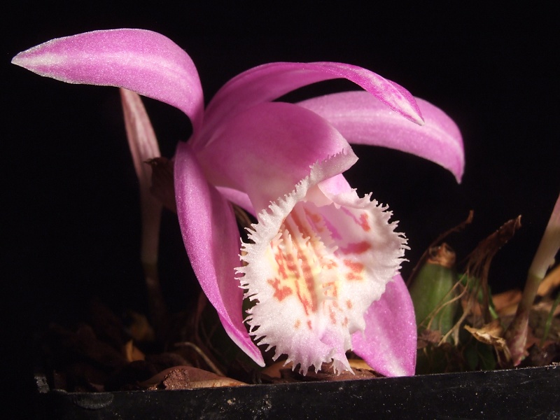 Pleione Barcena von Maren Talbot