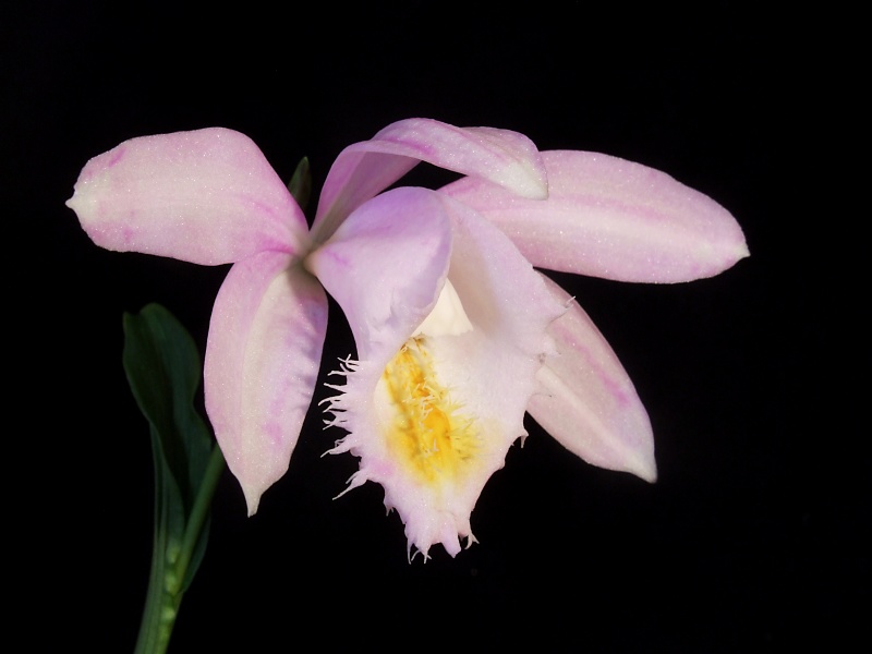 Pleione Ueli Wackernagel 'Pearl'