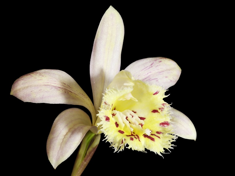 Pleione