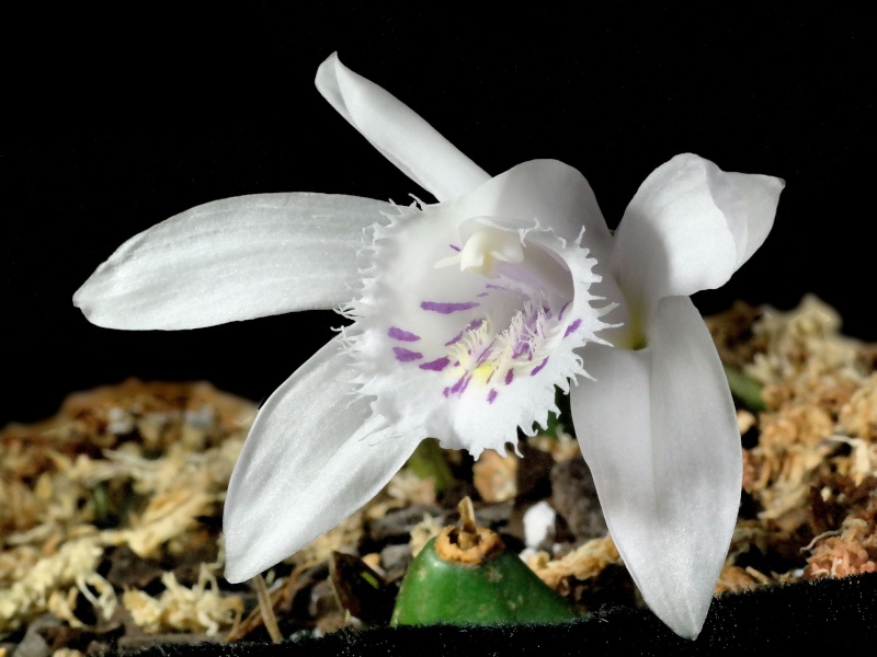 Pleione