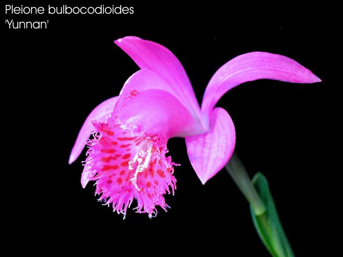 Pleione bulbocodioides 'Yunnan'