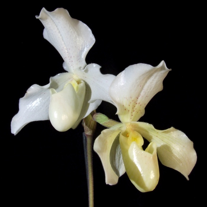 Paphiopedilum Phips