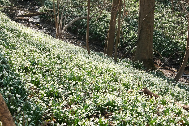 M&auml;rzenbecher im Harzvorland