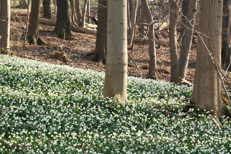 M&auml;rzenbecher im Harzvorland