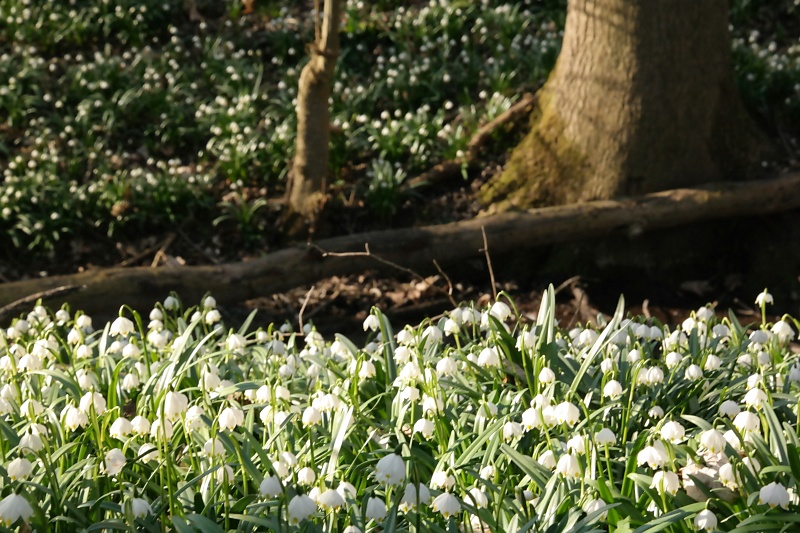 M&auml;rzenbecher im Harzvorland