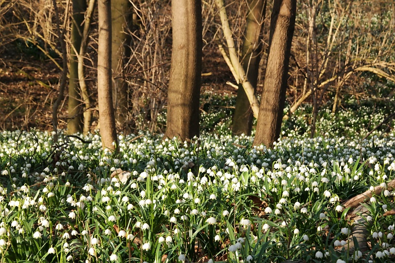 M&auml;rzenbecher im Harzvorland