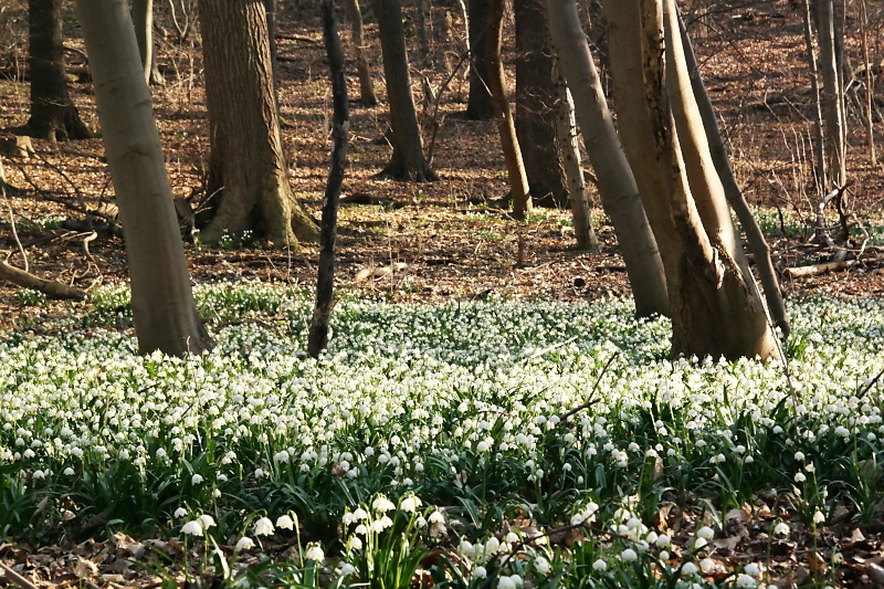 M&auml;rzenbecher im Harzvorland