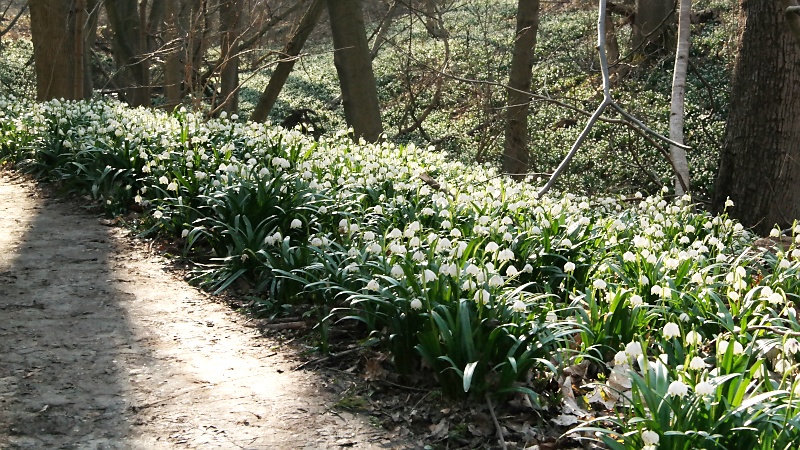M&auml;rzenbecher im Harzvorland