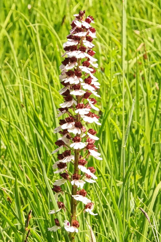 Orchideen und Diptam im Huy