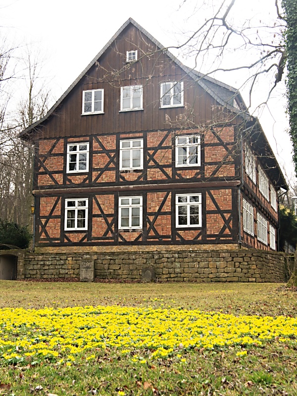 Winterlinge am Grauhof-Brunnen in Goslar