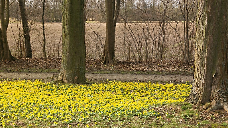 Winterlinge im Heidberg in Braunschweig