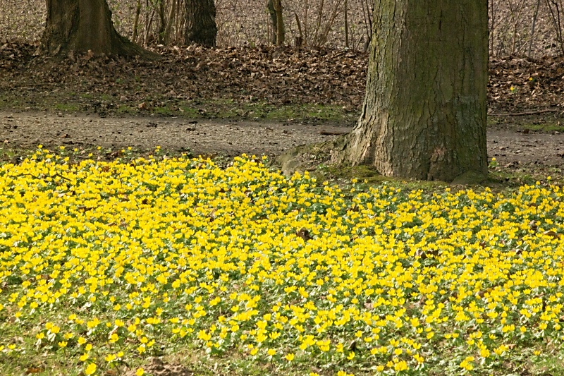 Winterlinge im Heidberg in Braunschweig