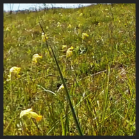 2021-04-28_Schluesselblumen_Liebenburg_t_1b_3_1.jpg
