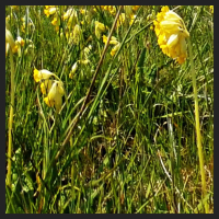 2021-04-28_Schluesselblumen_Liebenburg_t_1b_3_3.jpg