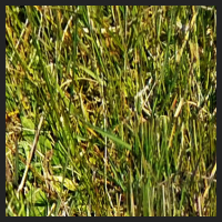 2021-04-28_Schluesselblumen_Liebenburg_t_1d_1_2.jpg