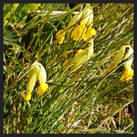 2021-04-28_Schluesselblumen_Liebenburg_t_1d_1_4.jpg