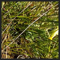 2021-04-28_Schluesselblumen_Liebenburg_t_1d_2_4.jpg