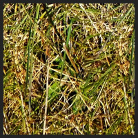 2021-04-28_Schluesselblumen_Liebenburg_t_1d_3_2.jpg