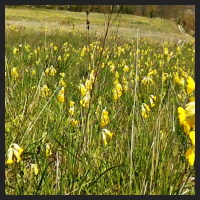 2021-04-28_Schluesselblumen_Liebenburg_t_1f_3_2.jpg