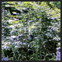 2022-06-15_Knabenkraeuter_Herzogsberge_t_1l_2_1.jpg