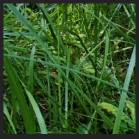 2022-06-15_Knabenkraeuter_Herzogsberge_t_1l_4_3.jpg