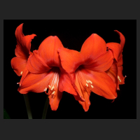 2013-01_Hippeastrum_Multiflora_Red.jpg