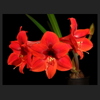 2013-12-04_Hippeastrum_Pamela.jpg