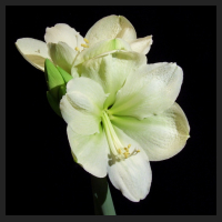 2013-12-28_Hippeastrum_Lemon_Lime.jpg