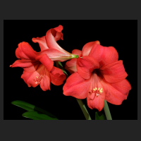 2014-04-21_Hippeastrum_Falsche_Pamela.jpg