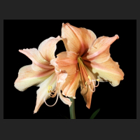 2014-05-23_Hippeastrum_Exotica.jpg