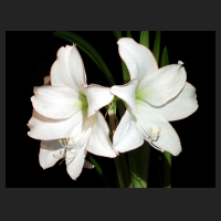2014-05-23_Hippeastrum_Picotee_1.jpg