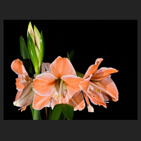 2017-12-17_Hippeastrum_Apricot_Parfait_01.jpg